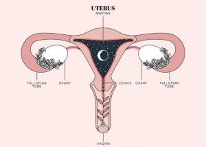 Uterus Duvet_days